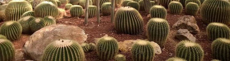 i gruppi di cactus nel parco del deserto.