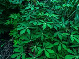 manioca foglia impianti con un' verde aspetto siamo adatto per il sfondo foto