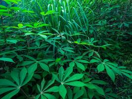 manioca foglia impianti con un' verde aspetto siamo adatto per il sfondo foto