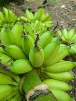 mazzo di verde banane nel il giardino. Banana sveglia agricolo piantagione foto