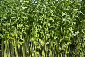 verde crudo iuta pianta modello struttura può essere Usato come un' sfondo sfondo foto