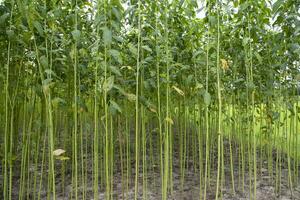 verde iuta piantagione campo. crudo iuta pianta modello struttura sfondo. Questo è il chiamato d'oro fibra nel bangladesh foto