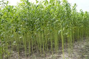 verde iuta piantagione campo. crudo iuta pianta modello struttura sfondo. Questo è il chiamato d'oro fibra nel bangladesh foto