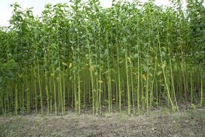 verde iuta piantagione campo. crudo iuta pianta modello struttura sfondo. Questo è il chiamato d'oro fibra nel bangladesh foto