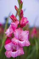 bellissimo rosa gladiolo fiori nel il campo. selettivo messa a fuoco foto