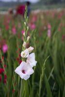 bellissimo rosa gladiolo fiori nel il campo. selettivo messa a fuoco foto