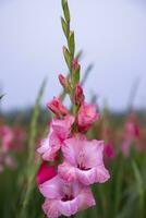 bellissimo rosa gladiolo fiori nel il campo. selettivo messa a fuoco foto