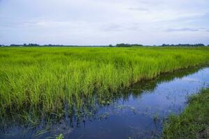verde riso agricoltura campo paesaggio Visualizza con blu cielo nel il campagna di bangladesh foto