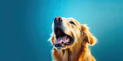 cane ritratto su un' minimo blu sfondo per banner ai generativo foto