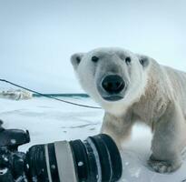 polare orso su il spiaggia ai generato foto
