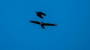 uccello volante nel il blu cielo foto