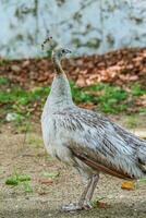 pavone che cammina in giardino foto