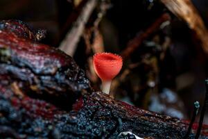 Champagne fungo, rosa bruciare tazza o fungo tazza su decadimento legna nel foresta. foto