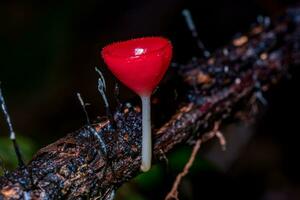 Champagne fungo, rosa bruciare tazza o fungo tazza su decadimento legna nel foresta. foto