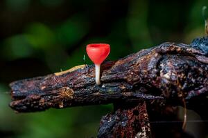 Champagne fungo, rosa bruciare tazza o fungo tazza su decadimento legna nel foresta. foto