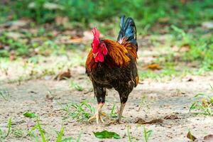 gallo In piedi su il campo foto