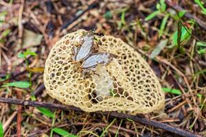 cestino corno puzzolente, danza fungo, bambù fungo, bambù fungo nel foresta foto