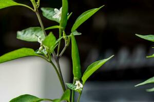 peperoncino peperoni fioritura nel il giardino foto