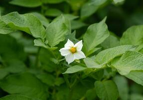 fioritura Patata. bianca fioritura Patata fiore nel pianta. Patata agricoltura e coltivazione concetto. foto