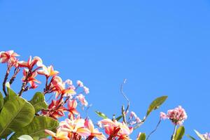 rosa e bianca plumeria fiori o frangipani fioritura su ramo e luminosa blu cielo sfondo. foto