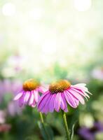 Due echinacea viola fiori vicino su con sole bagliore. erbaceo terapia. verticale formato. copia spazio. foto