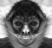 un' bellissimo nero e bianca ritratto di un' scimmia a vicino gamma quello sembra a il telecamera. ragno scimmie. foto