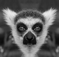 un' bellissimo nero e bianca ritratto di un' scimmia a vicino gamma quello sembra a il telecamera. lemure. foto
