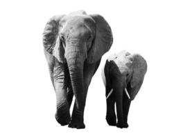 nero e bianca ritratto di un africano elefante su un' bianca sfondo. selvaggio animale foto