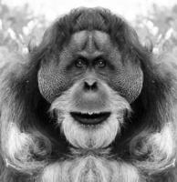 un' bellissimo nero e bianca ritratto di un' scimmia a vicino gamma quello sembra a il telecamera. orangutan. foto