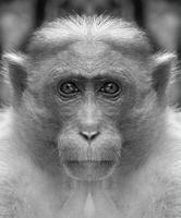 un' bellissimo nero e bianca ritratto di un' scimmia a vicino gamma quello sembra a il telecamera. macaca. foto
