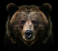 avvicinamento dettagliato ritratto di un' di orso viso isolato su un' nero sfondo. generativo ai foto