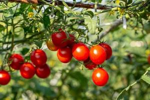 pomodori rossi maturi sono appesi all'albero di pomodoro in giardino foto