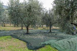teli posizionati per la raccolta delle olive foto