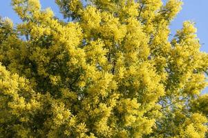 pianta di mimosa dal colore giallo intenso foto
