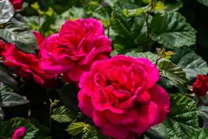 il giardino delle rose
