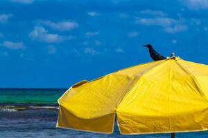 coda grande grackle uccello si siede su parasole parasole ombrello Messico. foto