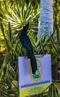 puerto escondido oaxaca Messico 2023 coda grande grackle uccello si siede su pianta albero natura Messico. foto