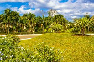 tropicale natura impianti palme alberi su marciapiede playa del carmen. foto