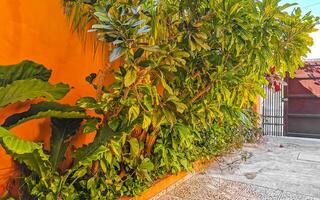 pianta tropicale verde e gialla dieffenbachia pianta d'appartamento canna muto messico. foto
