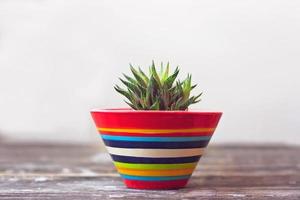 piccola pianta succulenta in vaso di ceramica colorata contro il muro bianco foto