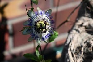 pianta rampicante in fiore passiflora foto