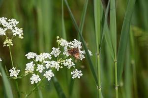 nel prato fiori bianchi di campo e farfalle foto