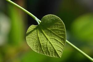 foglia verde illuminata dal sole foto