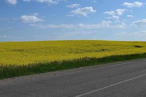 campo giallo lungo la strada foto