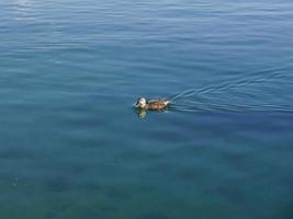 l'anatra selvatica sta nuotando nel lago