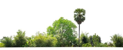 foresta e fogliame nel estate isolato su bianca sfondo foto