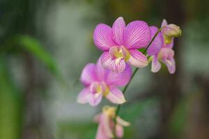 bellissimo viola orchidee fioritura con naturale sfondo nel il giardino foto