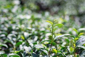 primo piano delle foglie di tè verde nella piantagione di tè foto