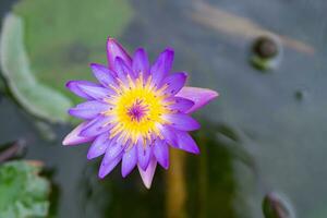 avvicinamento di uno viola loto fiore è fioritura nel il pentola foto