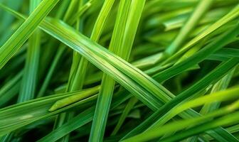 fresco lussureggiante verde erba su prato con gocce di acqua rugiada. avvicinamento macro. generativo ai utensili foto